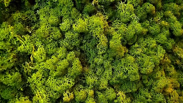由驯鹿地衣制成的绿色墙饰