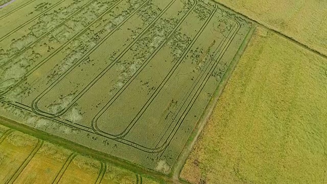 野生动物和雷暴摧毁了麦田，庄稼损失惨重