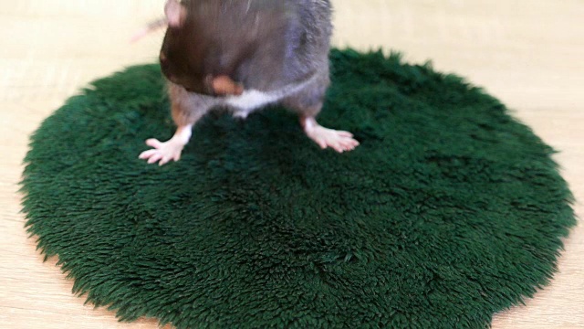 灰色老鼠清洗特写