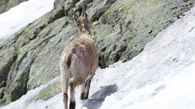 野山羊在其自然的高山栖息地