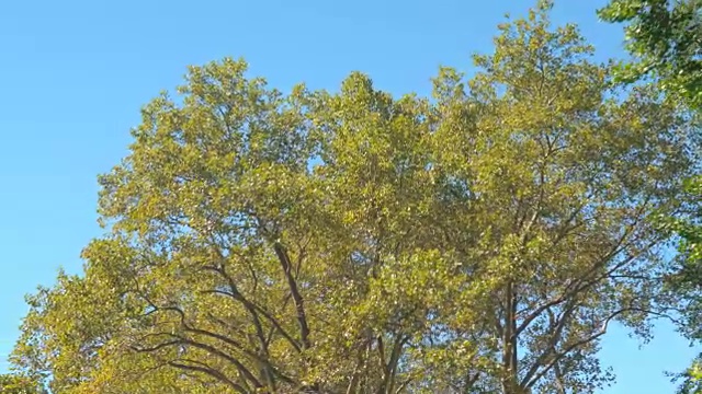 低角度视角:郁郁葱葱的绿色树冠沿着林荫道对抗清澈的蓝色天空