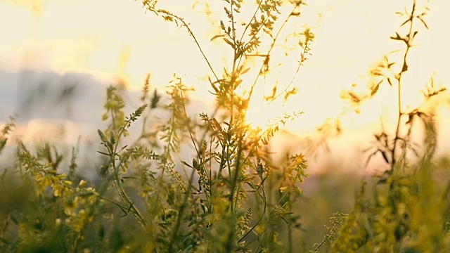 草花在夕阳下的田野里，在阳光下