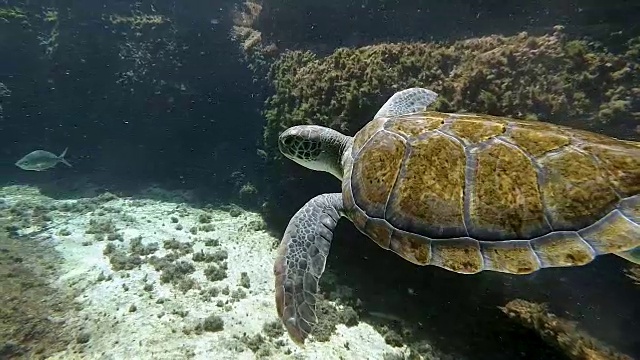 红海龟加勒比海珊瑚礁