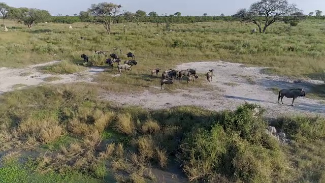 鸟瞰一小群角马在奥卡万戈三角洲的草原