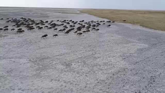 鸟瞰一群角马奔跑在广阔的Makgadikgadi潘