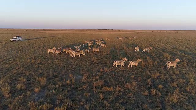 高鸟瞰图的4x4旅游safari汽车通过草原在博茨瓦纳