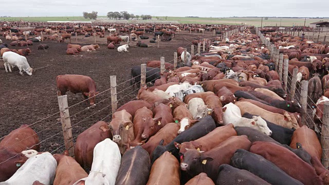 在饲养场用摇盘拍摄肉牛