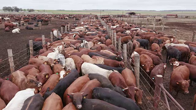 详情图-在饲养场用摇盘拍摄肉牛