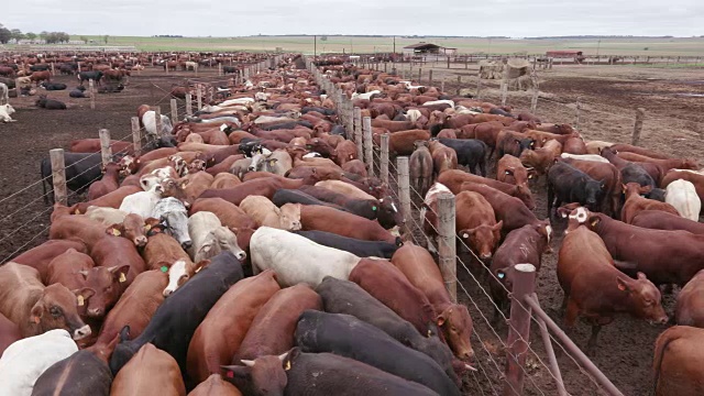 详情图-在饲养场用摇盘拍摄肉牛