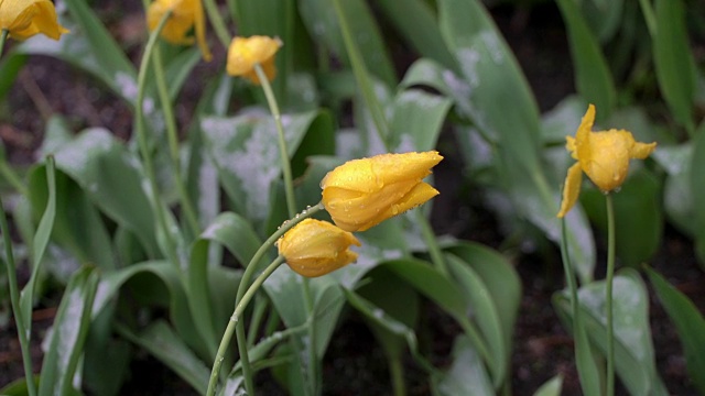 对比的概念。花和雪。冬季和夏季。热量和冷。放大