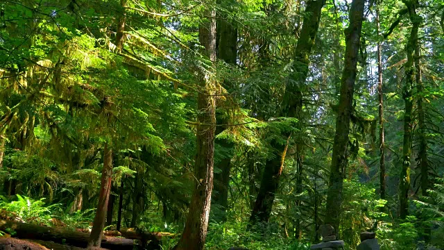 深绿色森林，蕨类和雨林景观和苔藓