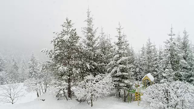 冬天喀尔巴阡的风景，圣诞树在雪地里