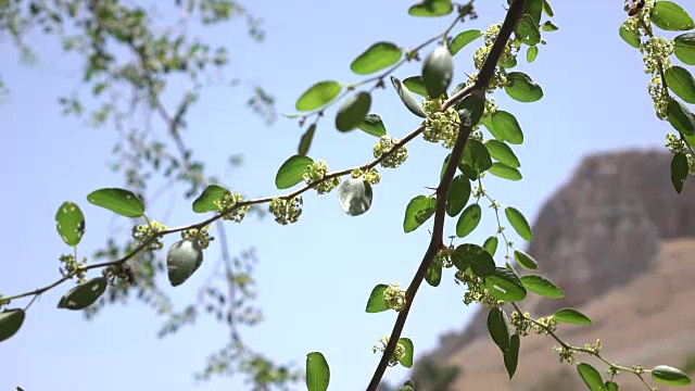 在悬挂的树枝后面的以色列山脊线