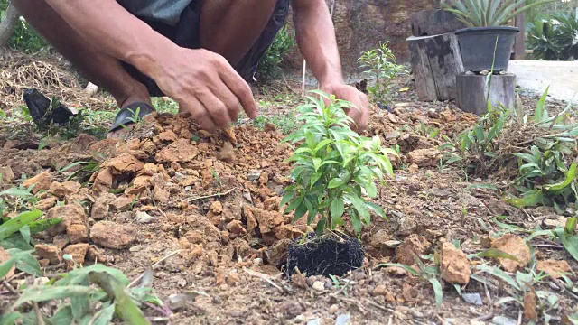 手栽树