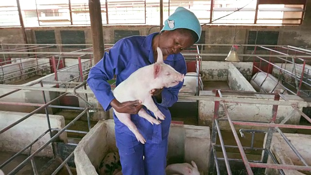 一个养猪场的女养猪户用药片监测猪的生长情况