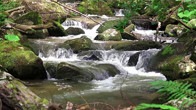 惊人的山溪在森林，生态背景，声音包括