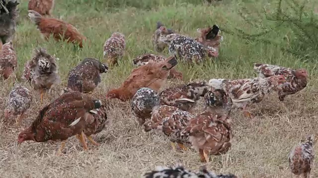 放养的寻找食物的鸡