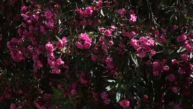以色列布什上的亮粉色花朵