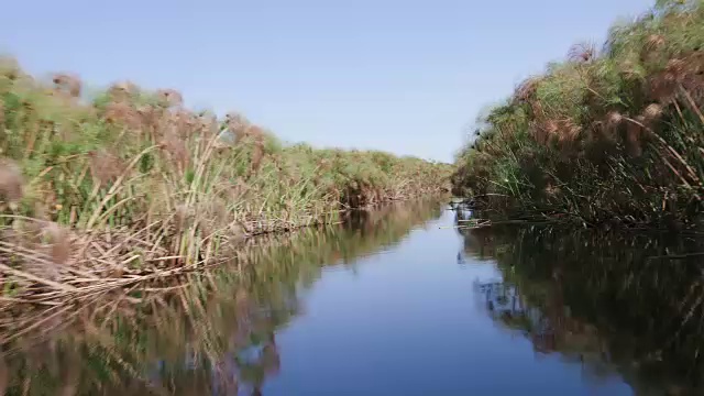 在奥卡万戈三角洲的一艘船通过一个海峡的特写视角