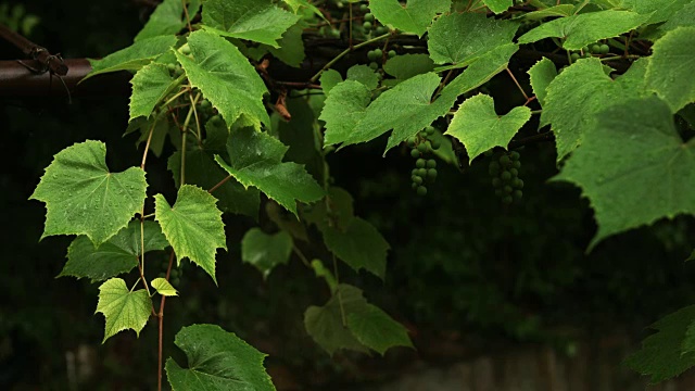 雨滴落在绿叶上