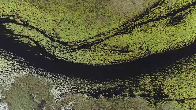 奥卡万戈三角洲的水道和泻湖的睡莲的近距离放大鸟瞰图