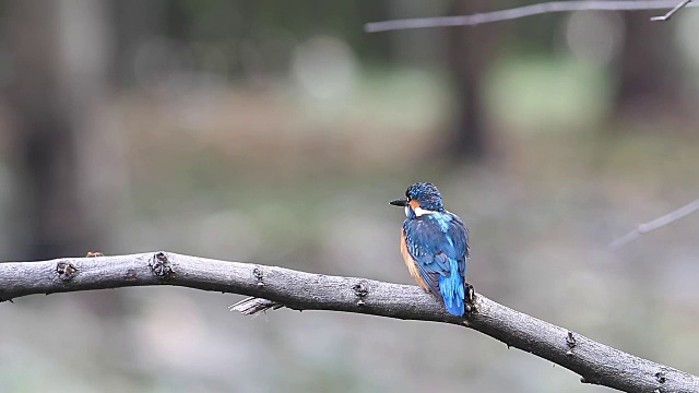 翠鸟(Alcedo atthis)的颜色很漂亮