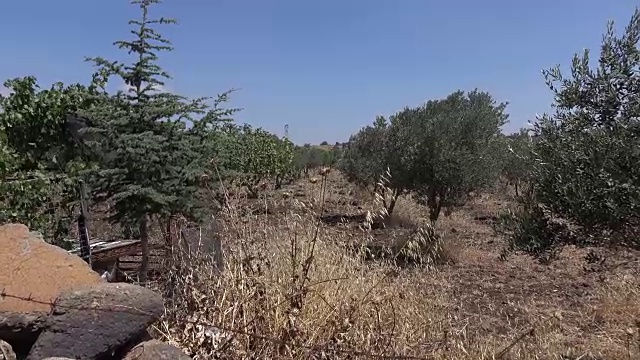 广泛拍摄的橄榄树在树林和干燥的地面