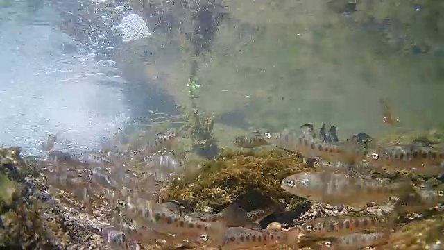 年轻的鳟鱼鱼跳舞