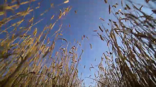 从麦田看，许多小穗在风中飘扬。蓝色的多云的天空。