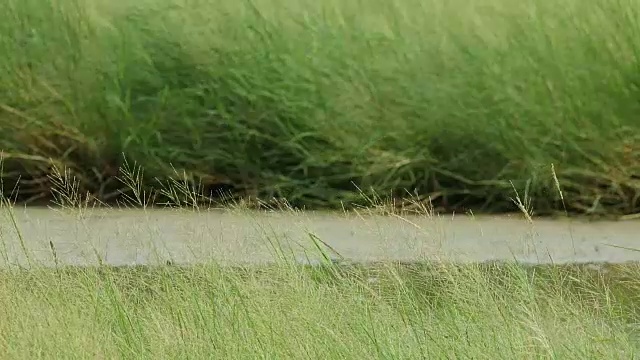 河流在麦田中间的湿地上
