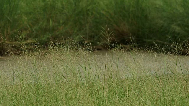 湿地麦田