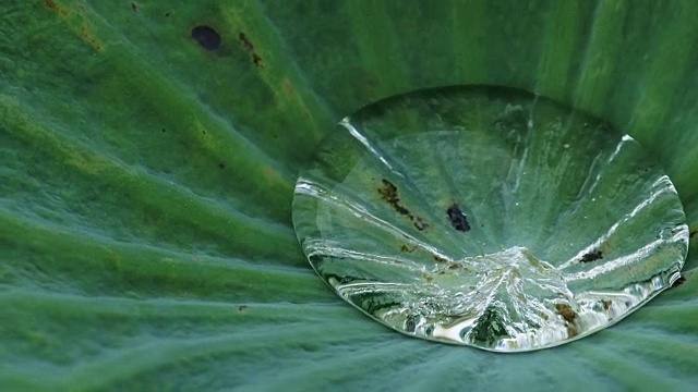 荷叶上的一大滴水