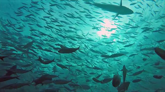 在阳光普照的海洋中，成群结队的燧发枪鱼和鲭鱼