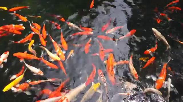 许多花式鲤鱼或称为锦鲤在鲤鱼池游泳。