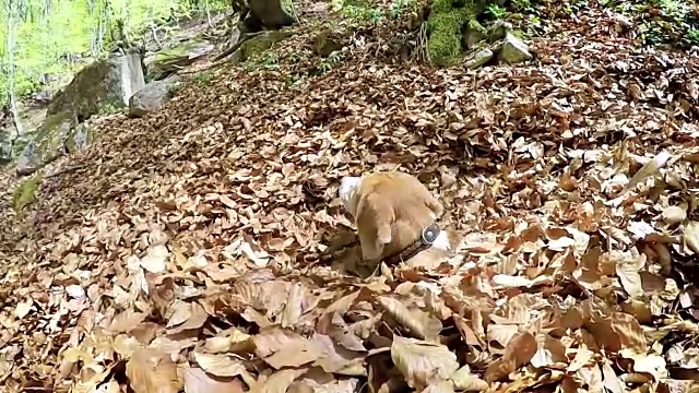 小猎犬在一堆落叶中摇摆，只露出尾巴和脑袋