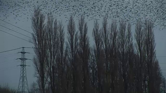 椋鸟迅速地飞出树林