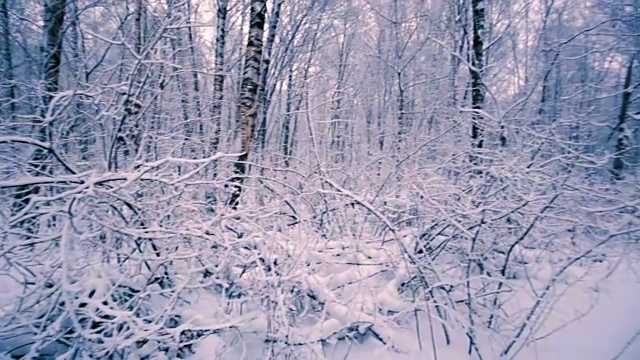 森林里白雪皑皑的树枝。