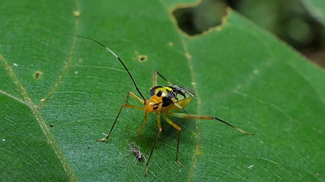 食虫甲虫吃幼虫。