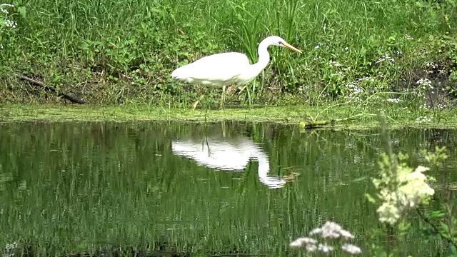 在湖岸狩猎的大白鹭