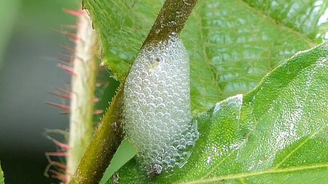 唾液虫藏在树枝上的泡沫里。