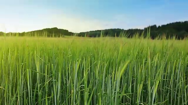 青青的麦田和天空