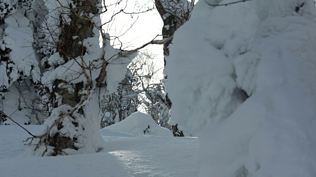 滑雪板专业空气的方法，抓取阳光新鲜的轨迹，冬季粉末，偏远的树木惊人的背光