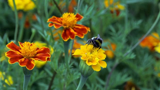 大黄蜂吸食花蜜