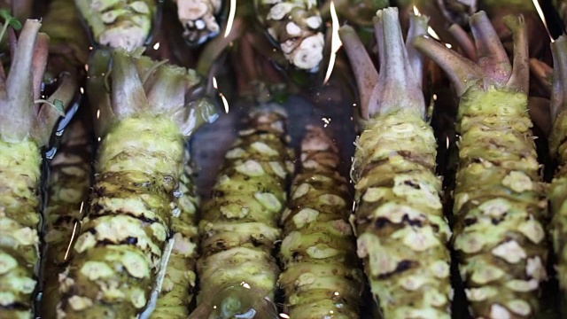 筑地鱼市卖的新鲜芥末。日本寿司手握寿司的主要食材
