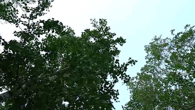 树和天空背景