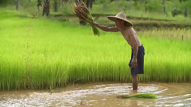 亚洲农民在稻田里插秧，农民在雨季种植水稻，亚洲农民是退秧和踢土弹的前在稻田里生长，泰国。
