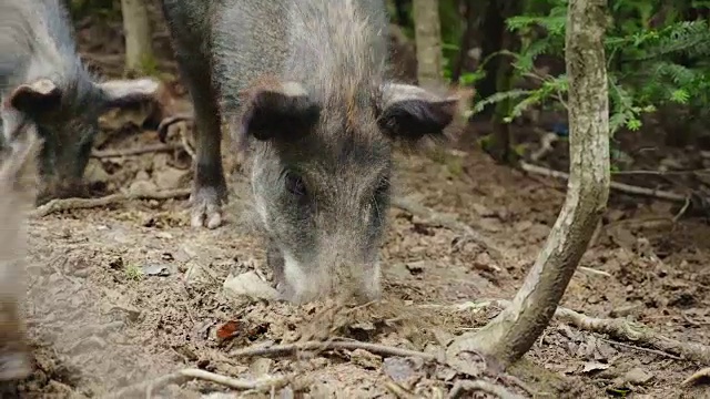 一只巨大的野猪用它的鼻子挖地。在森林里寻找食物