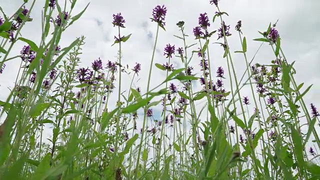 夏日里，草地上长满了丹参野花。雨后的蓝天，清新的草甸。蜜蜂和大黄蜂给花授粉。从下面看紫色的野花和昆虫