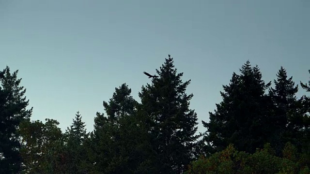 鹰翱翔在灰色的天空，黑暗的树剪影慢镜头