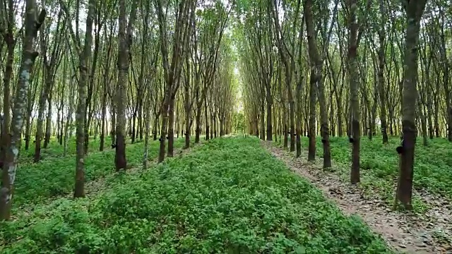 详情图-4k移动摄像头内农业橡胶树